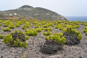 Santorini Wine Tours